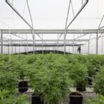ไทยลีฟ แง้มแผนพัฒนาสารสกัด CBD จากกัญชง ตอบโจทย์ปัญหาสุขภาพประชากรไทย – อาเซียน