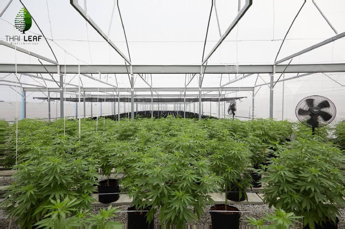 ไทยลีฟ แง้มแผนพัฒนาสารสกัด CBD จากกัญชง ตอบโจทย์ปัญหาสุขภาพประชากรไทย – อาเซียน