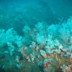 เปิดผลสำเร็จ 2 ปี โครงการนำร่อง Rigs-to-Reefs ครั้งแรกของเมืองไทย พลิกบทบาทขาแท่นปิโตรเลียม สู่บ้านปลาหลังใหม่ใต้ทะเล