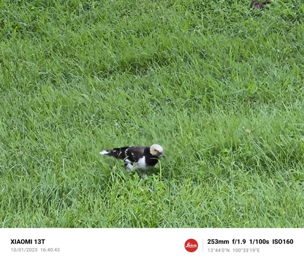 รีวิว Xiaomi 13T 5G ภาพสุดแจ่มด้วย Leica ในราคาหมื่นกลาง