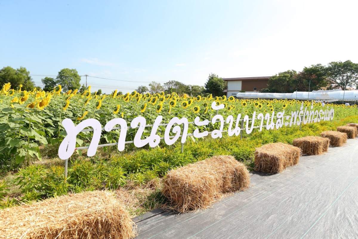 CPRAM รับลมหนาวจัดงาน “ทานตะวันบานสะพรั่งทั่วระแหง” ครั้งที่ 4 ปลุกกระแสท่องเที่ยวอย่างยั่งยืน เสริมความเข้มแข็งให้กับชุมชนชาวปทุมธานี
