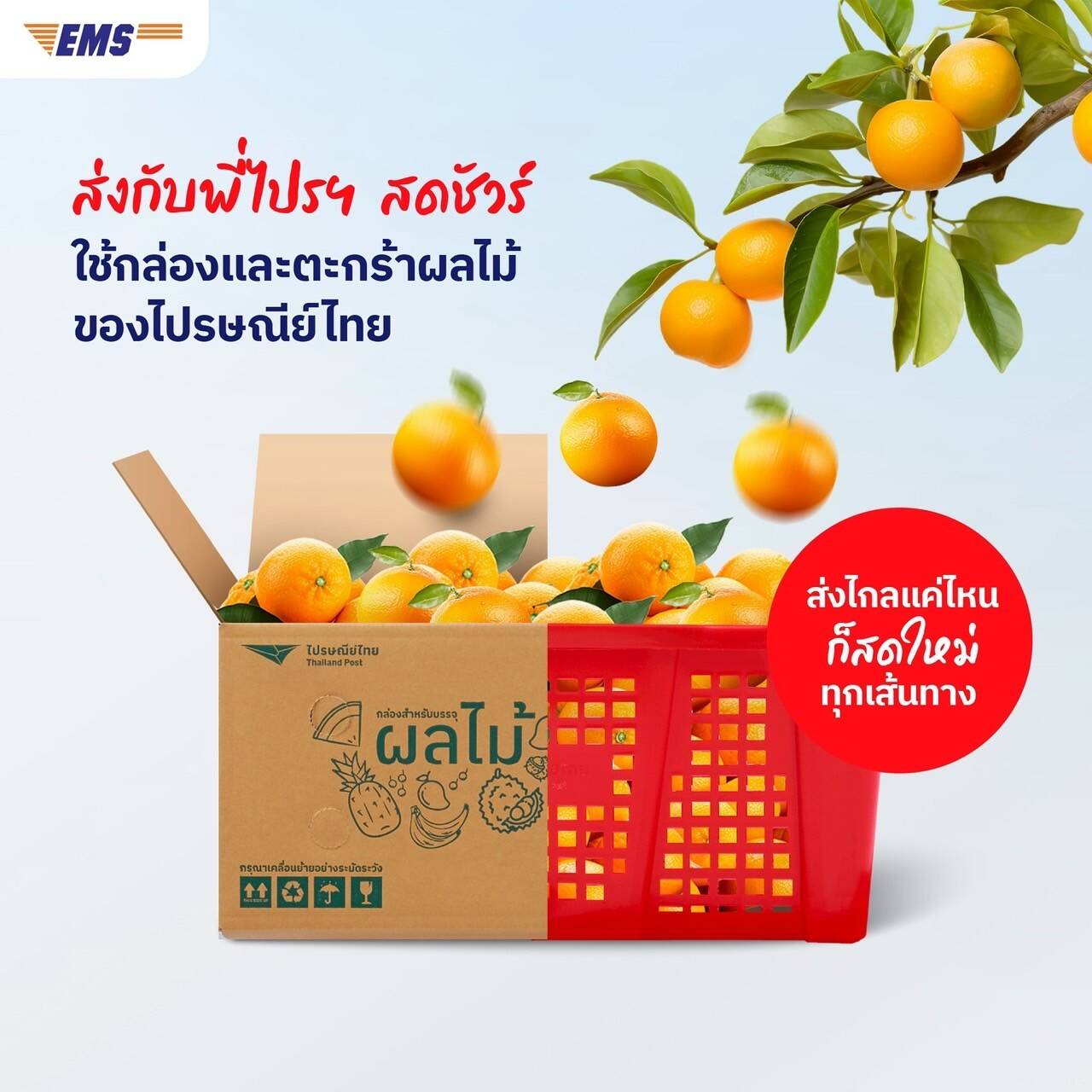 ไปรษณีย์ไทย หนุนเกษตรกร ส่งด่วนผลไม้ทั่วไทยด้วย EMS ชู 4 เคล็ดลับแพ็กคงความสด พร้อม Pick Up Service ฟรี