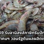 กุ้งไทย'69 รับอานิสงส์ภาษีทรัมป์ทุบคู่แข่ง สมาคมฯ วอนรัฐดันผลผลิตเพิ่ม