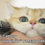 เปิดบ้าน i-Cattery: ศูนย์วิจัยโภชนาการและ "แมวนักชิม" มาตรฐานโลกแห่งแรกในไทย