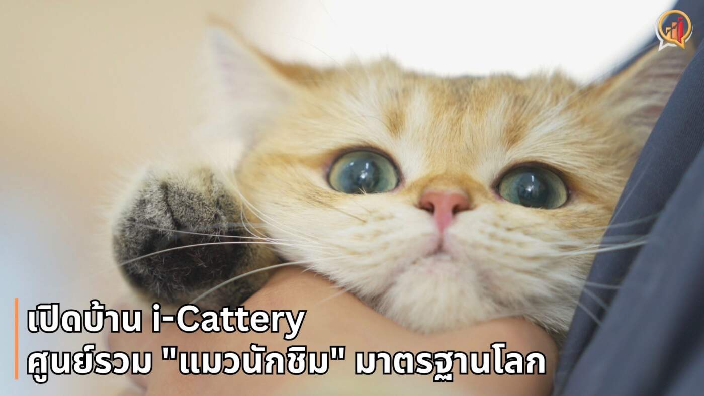 เปิดบ้าน i-Cattery: ศูนย์วิจัยโภชนาการและ "แมวนักชิม" มาตรฐานโลกแห่งแรกในไทย