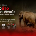ทรู ผสาน AI ยกระดับระบบเตือนภัยช้างป่า TSEWS รับวันช้างไทย สร้างสมดุลคนกับป่าให้อยู่ร่วมกันอย่างยั่งยืน