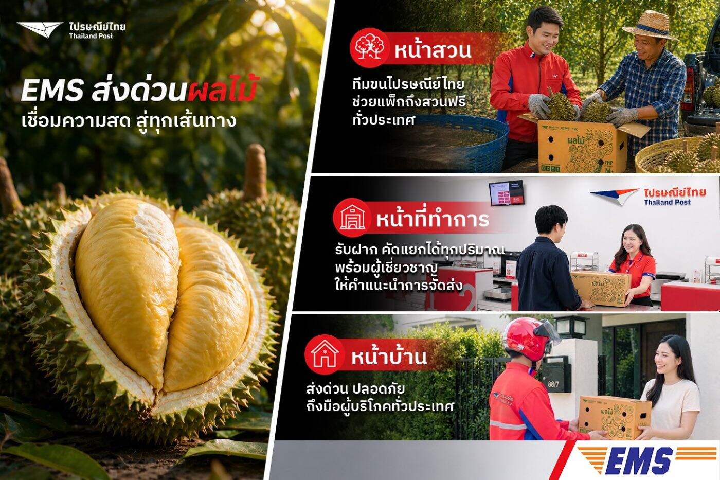 ไปรษณีย์ไทยรุกตลาดผลไม้! เปิดกลยุทธ์ "3 หน้า" ดัน EMS ส่งด่วนทุเรียน-ผลไม้ฤดูร้อนทั่วไทย