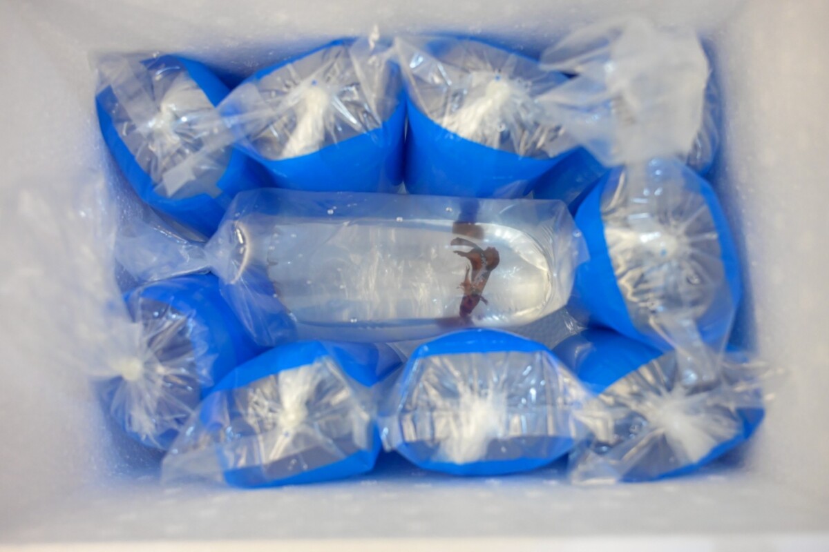 ไปรษณีย์ไทย จับมือ กรมประมง ดัน “สัตว์น้ำสวยงามไทย” บุกตลาดโลก ด้วยระบบขนส่งด่วนและเช็กสถานะเรียลไทม์