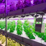 พลิกโฉมสมุนไพรไทย! ไบโอเทค สวทช. ชู “Plant Factory” โรงเรือนอัจฉริยะปลูกสั่งได้ สารสำคัญสูง ตอบโจทย์อุตสาหกรรมโลก