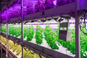 พลิกโฉมสมุนไพรไทย! ไบโอเทค สวทช. ชู “Plant Factory” โรงเรือนอัจฉริยะปลูกสั่งได้ สารสำคัญสูง ตอบโจทย์อุตสาหกรรมโลก