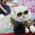 Pet Economy ปี 69 แรง! เคทีซีเผยยอดใช้จ่ายสัตว์เลี้ยงครึ่งปีพุ่ง 602 ล้าน