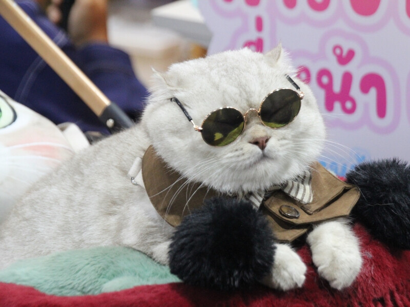 Pet Economy ปี 69 แรง! เคทีซีเผยยอดใช้จ่ายสัตว์เลี้ยงครึ่งปีพุ่ง 602 ล้าน