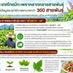 ผ่าปมกะเพราพันธุ์ใหม่ “แก้วจุรี 01–04” ไขข้อข้องใจสิทธิผูกขาด ชี้ชัดไม่กระทบพันธุ์พื้นเมือง