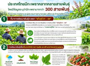 ผ่าปมกะเพราพันธุ์ใหม่ “แก้วจุรี 01–04” ไขข้อข้องใจสิทธิผูกขาด ชี้ชัดไม่กระทบพันธุ์พื้นเมือง