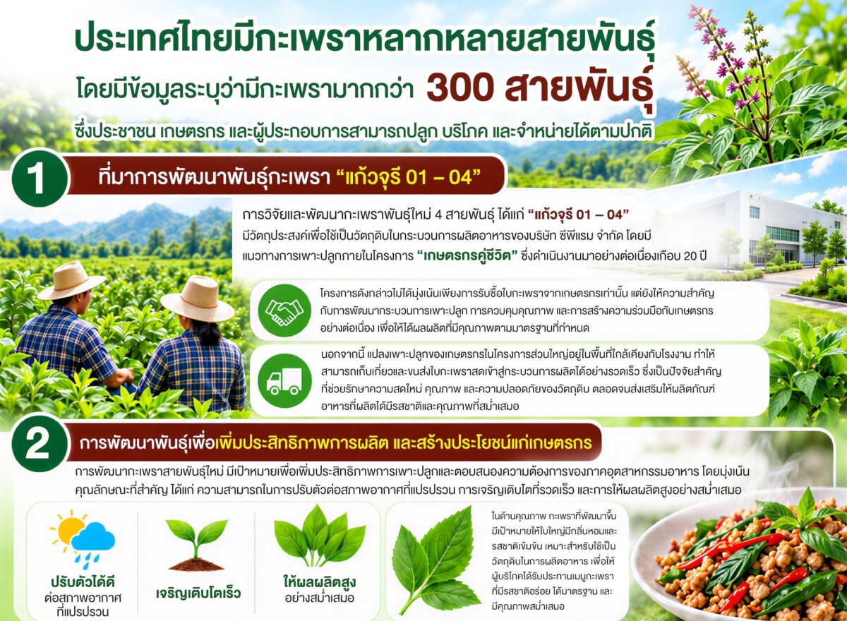 ผ่าปมกะเพราพันธุ์ใหม่ “แก้วจุรี 01–04” ไขข้อข้องใจสิทธิผูกขาด ชี้ชัดไม่กระทบพันธุ์พื้นเมือง